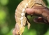 Madagaskar_Wildlife_8.jpg