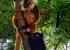Madagaskar_Wildlife_1.jpg