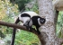 Madagaskar_Wildlife_15.jpg