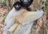 Madagaskar_Wildlife_11.jpg
