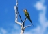 Madagaskar_Wildlife_6.jpg