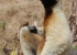 Madagaskar_Wildlife_14.jpg