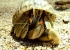 Madagaskar_Wildlife_4.jpg